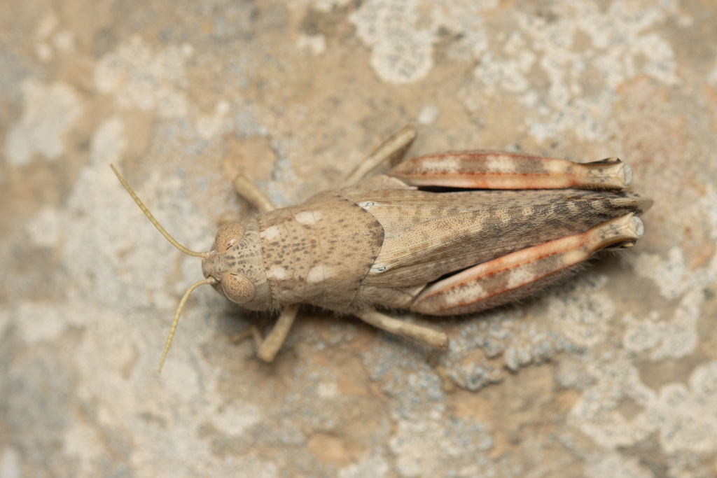 Sphodromerus sacer