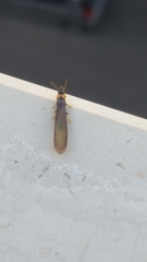 Kalotermes flavicollis