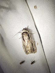 Sympistis badistriga