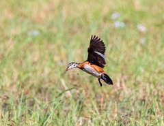 Nettapus auritus