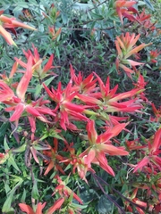 Castilleja tenuiflora