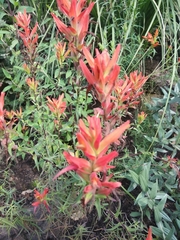 Castilleja tenuiflora