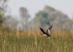 Nettapus auritus