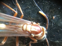 Apoica