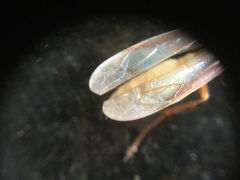 Apoica