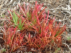 Armeria maritima californica