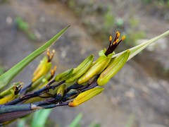 Phormium cookianum hookeri