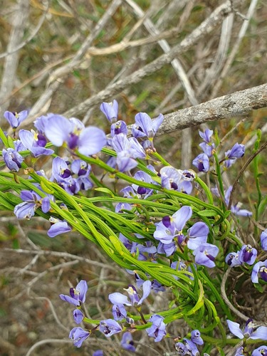 Comesperma volubile (Comesperma volubile)