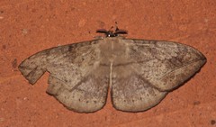 Sphingognatha asclepiades