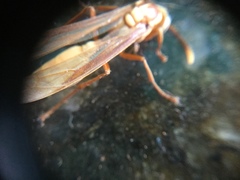 Apoica