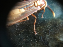Apoica