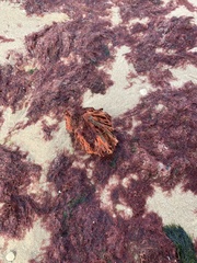 Clathria prolifera