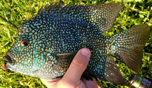 Lowland Cichlid