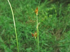 Rhynchospora gracilenta