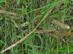 Rhynchospora gracilenta