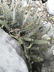 Astrolepis crassifolia