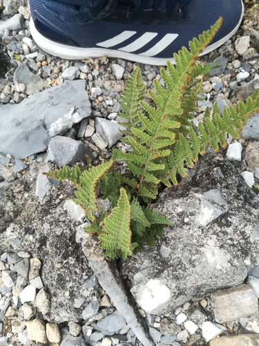 Image of Notholaena aschenborniana by (c) Francisco Martínez González, some rights reserved (CC BY-SA)