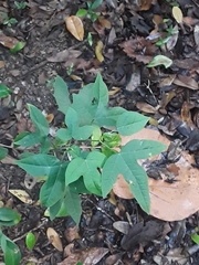 Cnidoscolus stimulosus