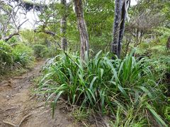 Phormium cookianum hookeri
