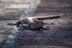 Agama dodomae dodomae