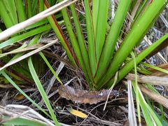 Phormium cookianum hookeri