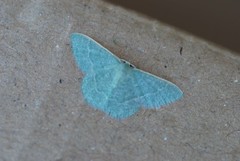 Phaiogramma etruscaria