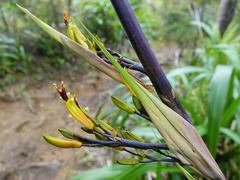 Phormium cookianum hookeri