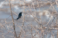 Dicrurus adsimilis fugax