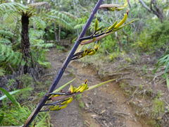 Phormium cookianum hookeri