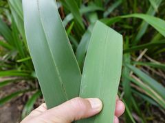 Phormium cookianum hookeri