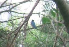 Cyanoptila cyanomelana