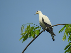 Pied Imperial Pigeon photo 5