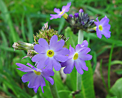 Primula denticulata