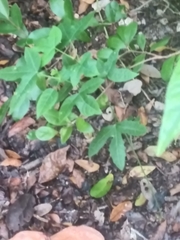 Cnidoscolus stimulosus