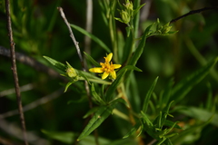 Trixis angustifolia