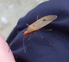 Dysdercus fuscomaculatus