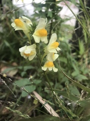 Linaria vulgaris