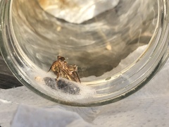 Chrysodeixis chalcites