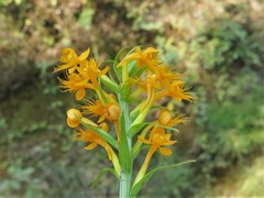 Platanthera cristata
