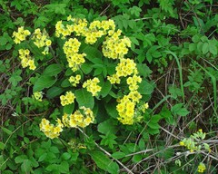 Primula × polyantha