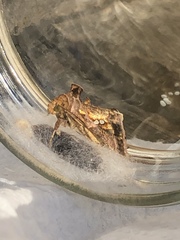 Chrysodeixis chalcites