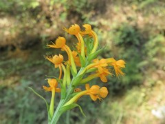 Platanthera cristata