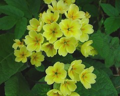 Primula × polyantha