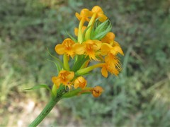 Platanthera cristata