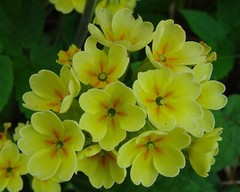 Primula × polyantha