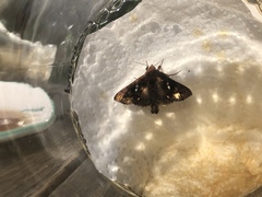 Chrysodeixis chalcites