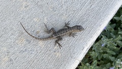 Sceloporus occidentalis