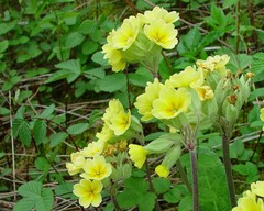 Primula × polyantha