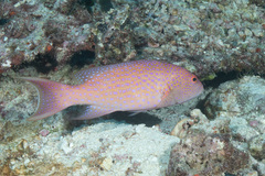 Variola albimarginata