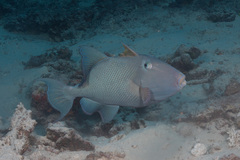 Pseudobalistes fuscus
